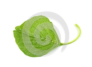 Green spinach leaf or Amaranthus viridis  in Thailand  isolated on white background ,Green leaves pattern