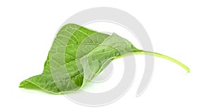 Green spinach leaf or Amaranthus viridis  in Thailand  isolated on white background ,Green leaves pattern