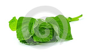 Green spinach leaf or Amaranthus viridis  in Thailand  isolated on white background ,Green leaves pattern