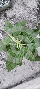 Green Spinach leaves