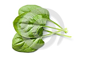 Green spinach leaves