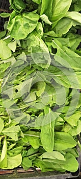 Green spinach with small leaves photo