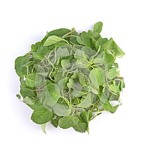 Green spinach on a white background. Top view