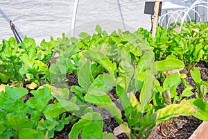 Green spinech in backyard, Organic vegetables are grown in plots, fresh salad, healthy food