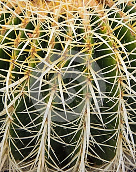 Green prickly Cactus