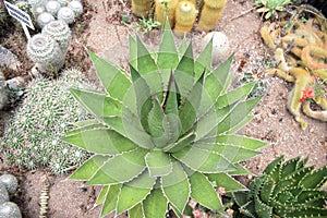GREEN AND SPINY CACTUS SUCCULENT BOTANICAL PLANT GARDEN. MEXICAN DESERT