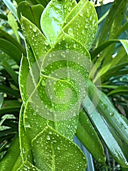 Green Spiral