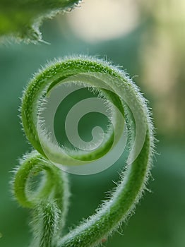 Green spiral macro close of a plant, golden aspect ratio