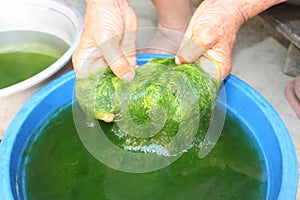 Green spirogyra is fresh water algae have very high calcium and beta-carotene,used for cooking ,it`s popular in North and