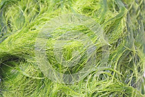 Green spirogyra is fresh water algae have very high calcium and beta-carotene,used for cooking ,it`s popular in North and