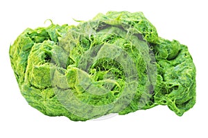 Green spirogyra is fresh water algae have very high calcium and beta-carotene,used for cooking ,it`s popular in North and Northeas