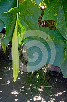 Green sponge gourd Luffa cylindrica vegetable