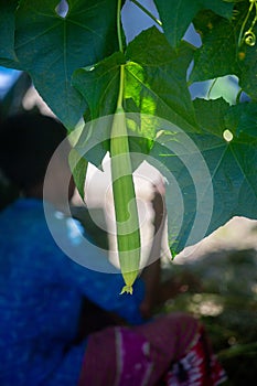 Green sponge gourd Luffa cylindrica vegetable