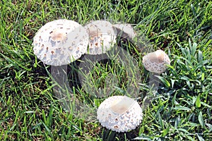 Green-Spored Lepiota Mushrooms Growing Wild On The Lawn
