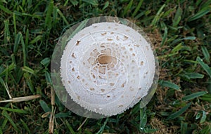Green-spored Lepita mushroom found in Texas.