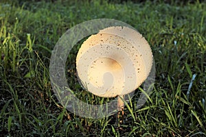 Green Spored Parasol Mushroom Cap Close-up