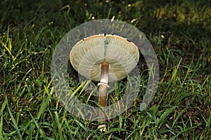 Green Spored Parasol Mushroom Cap Underside