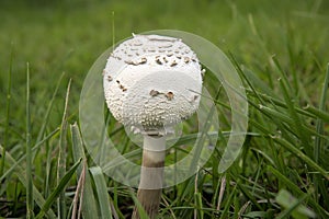 Green-spored parasol poisonous mushroom