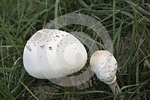 Green-spored parasol poisonous mushroom