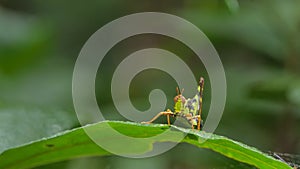 Green spot monkey grasshopper on green leaf in tropical rain forest.