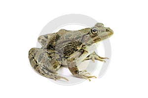 Green spotted frog