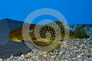 Green spotted Phantom Pleco fish