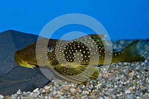 Green spotted Phantom Pleco fish photo