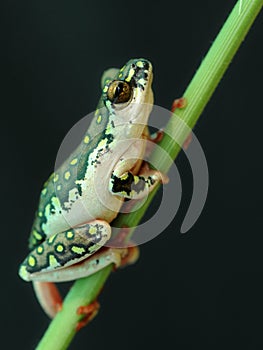 Green spotted reed frog