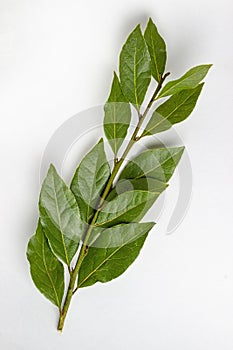 Green sprig of bay leaf isolated on white background. Laurel leaves on a white background. Bayleaf