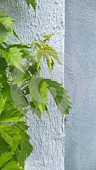 Green sprig of decorative wild grapes on the wall of the house. A sprout of wild young grapes. Business rise concept