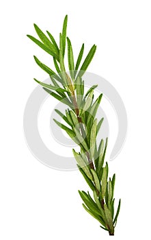Green sprig of fresh rosemary leaves isolated