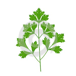 Green sprig of parsley, seasoning, herb for cooking