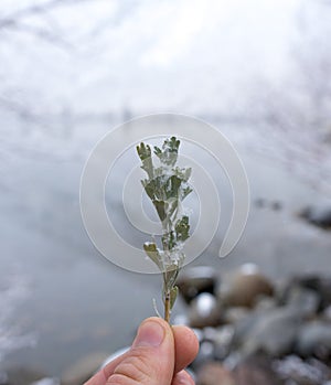 A green sprig of sage in the winter