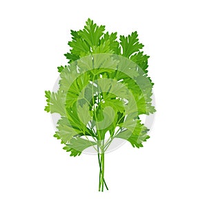 Green sprigs of parsley, seasoning, herb for cooking