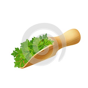 Green sprigs of parsley in wood scoop, cilantro seasoning