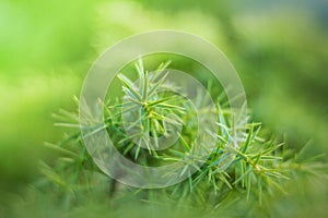 Green sprigs in the pot