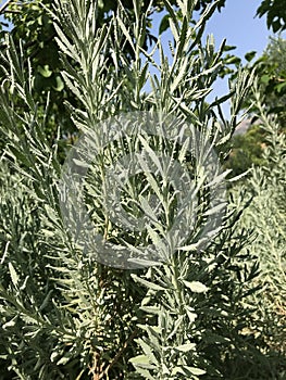 Green sprigs of rosemary. Healing herbs photo