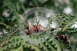 Green sprigs of thuja with brown cones. Natural background with bokeh, macro, selective focus