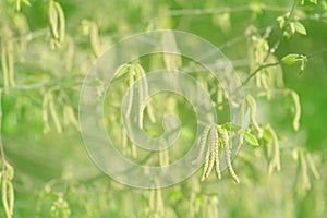 Green spring blurred background photo