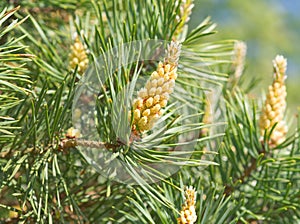 Green spring branches of pine, flowering, pollination. Pollen Allergy. Close up