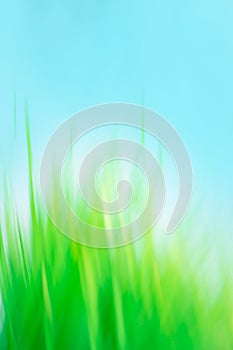 Green spring bright natural background with grass and blue sky