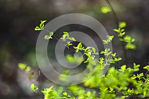 Green spring buds on trees. Green leaves