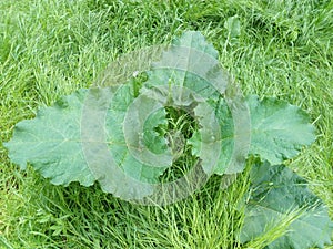 Green spring burdock bush among green grass