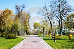 Green spring city park with road and beautiful trees alley