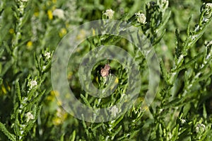 Green spring etudes in Bulgaria