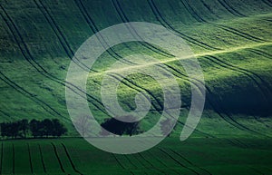 Green spring field abstract background