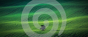 Green spring field abstract background