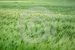 A green spring field of cereals