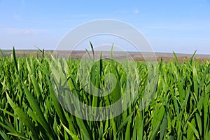 A green spring field with wheat, oats, and barley. Juicy greens. Blue sky. Endless expanses