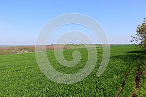 A green spring field with wheat, oats, and barley. Juicy greens. Blue sky. Endless expanses